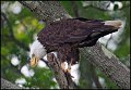 _0SB0419 american bald eagle
